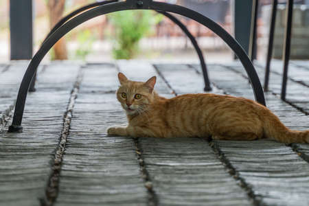 cat lying under the tableの写真素材