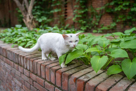 Little white cat walking on steps with fierce expressionの写真素材