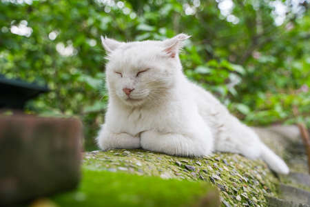 White cat kicks and rests on the eaves