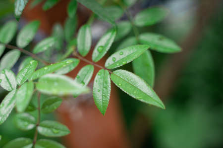 water droplets on leaves