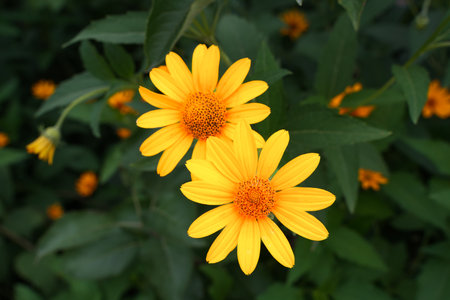 two yellow chrysanthemumsの写真素材