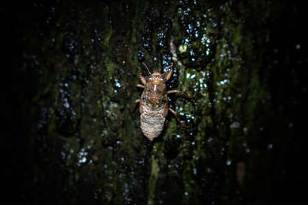 Golden cicada larvae know the monkey