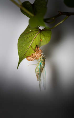 The golden cicada sheds its shell and the monkey sheds its shell on the leavesの写真素材