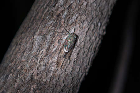 Knowing that perched on tree trunks at night