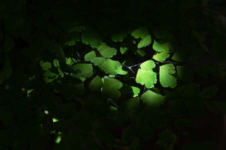 Green leaves under the light and shadow of fernの写真素材