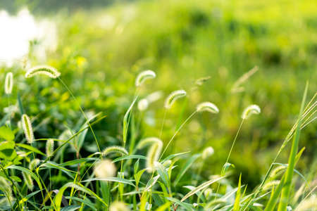summer foxtailの写真素材