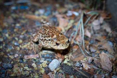 toad toadの写真素材