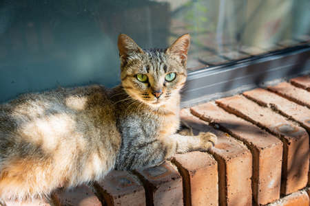 cat looking on windowsillの写真素材