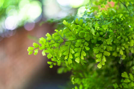 Green leaves of Wire fern in sunlightの写真素材