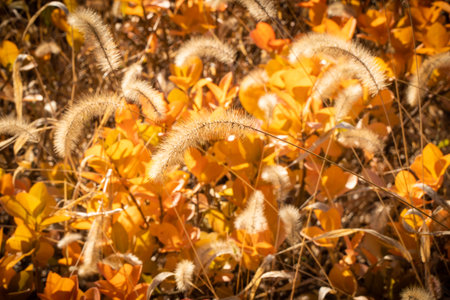 autumn foxtail yellow page red leaves dry withered grass leaves