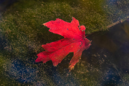 Autumn red leaves fall to the bottom of the waterの写真素材
