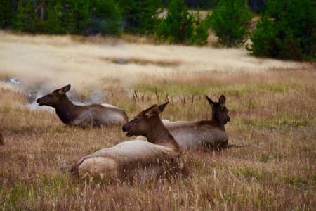 On September 23, 2018, in the golden autumn season, Yellowstone National Park, not only has volcanic magma, geysers and other beautiful scenery, but also has close contact with various wild animalの写真素材