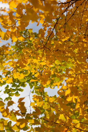 Yellow leaves of ginkgo tree in autumn, close-up