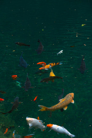 Koi fish swimming in the pond in the Daqi Mountain Park, Hangzhou, China.の写真素材