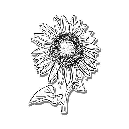 Doodle black line sunflower with stalk and leaf. Vector illustration for decorate logo, tattoo, card or any designのイラスト素材
