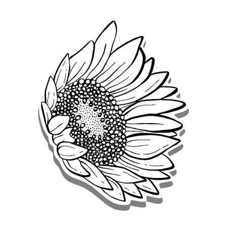 Doodle black line sunflower on white silhouette and gray shadow. Digital or printable sticker. Vector illustration for decorate logo, tattoo, card or any design.のイラスト素材