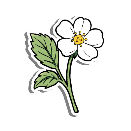 Hand Drawn Single Strawberry Flower with Leaves on White Silhouette and Gray Shadow. Vector Illustration about Nature.のイラスト素材
