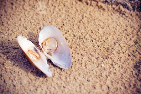 Wedding rings in shellの写真素材