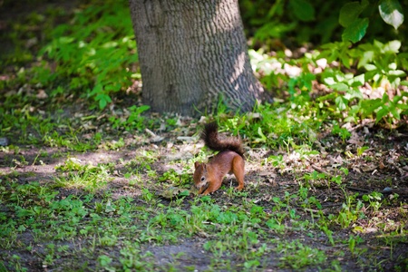 squirrel buries nuts