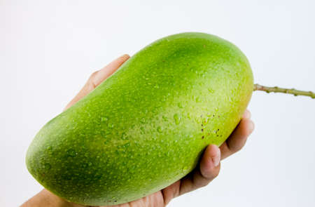 Hand hold mango fruit isolate on white backgroundの写真素材