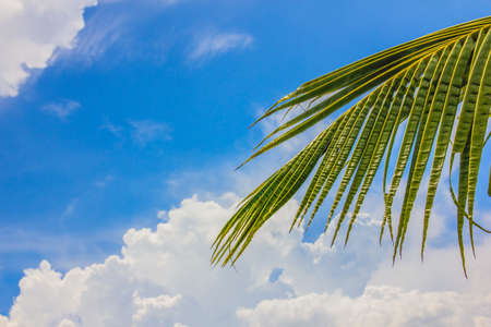 Blue Sky and  cloud , Coconut leaves backgroundの写真素材