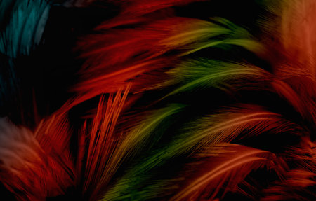 Colorful feathers on a black background. Close-up photo.