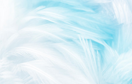 Beautiful abstract blue feathers on white background and soft white feather texture on blue pattern and blue background, feather background, blue bannersの写真素材