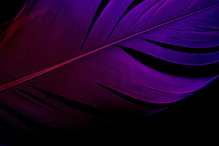Macro of Dark Purple Bird Feather Texture on Black Backgroundの写真素材