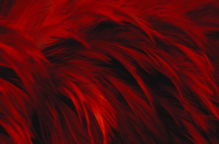 Dark Red Feathers Textured Backgroundの写真素材