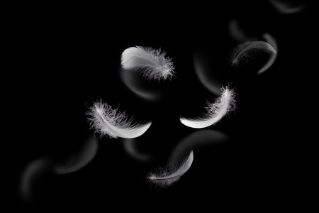 Abstract White Feathers Floating in The Dark. Fluffy Downy, Softness of Feathers Falling on Black Background.の写真素材
