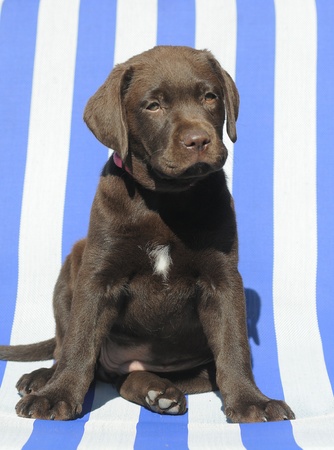 LABRADOR PUPPY DOGの写真素材