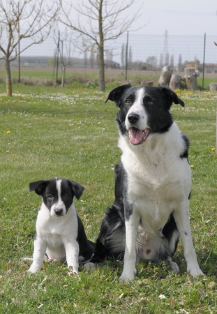 BORDER COLLIEの写真素材