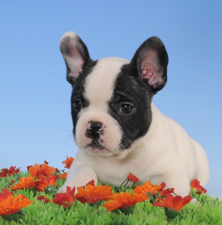 French Bulldogの写真素材