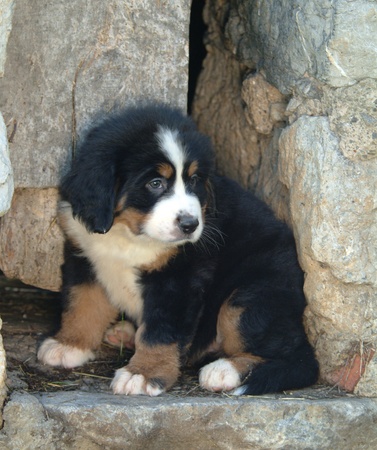 BOVARO OBERLANDの写真素材