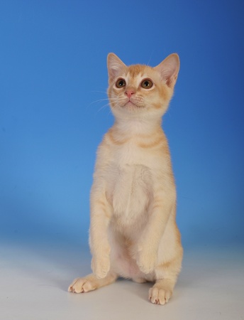 BURMESEの写真素材