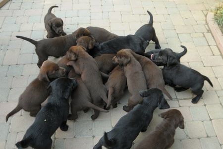 LABRADOR PUPPY DOGの写真素材