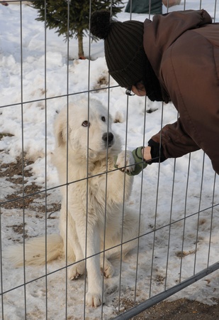 MAREMMA SHEEPDOG AND Abruzzesの写真素材