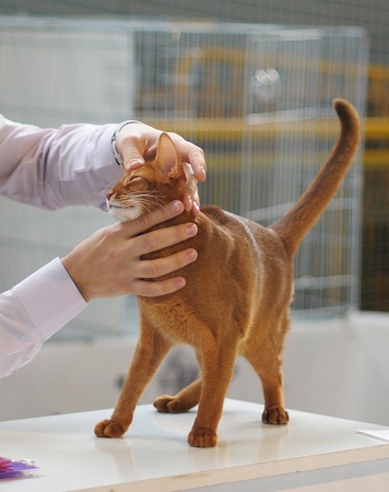 ABIYSSINIAN CATの写真素材