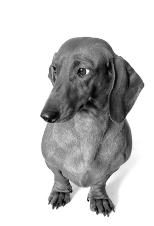 DACHSHOUNDの写真素材