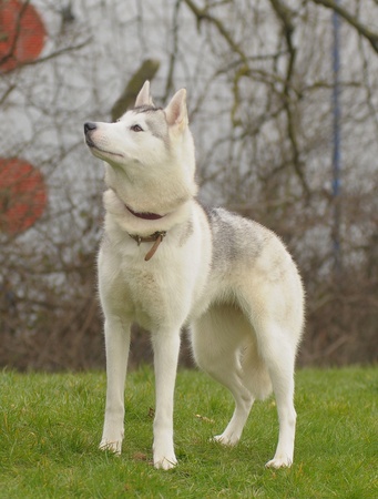 SIBERIAN HUSKY DOGの写真素材