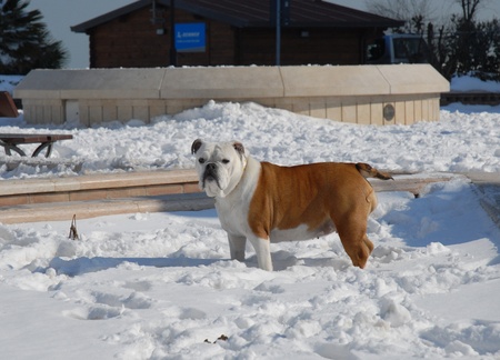 BULLDOGの写真素材