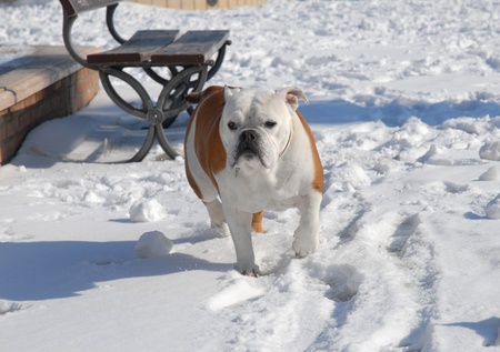 BULLDOGの写真素材