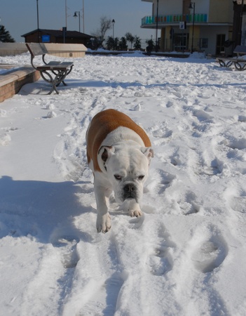 BULLDOGの写真素材