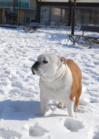 BULLDOGの写真素材