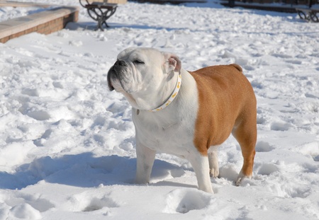 BULLDOGの写真素材