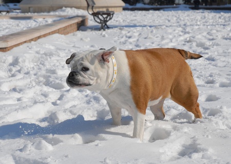 BULLDOGの写真素材