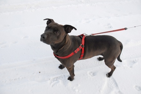 PITBULL DOG, SNOWの写真素材