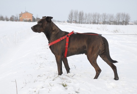 PITBULL DOG, A WALK IN THE SNOWの写真素材