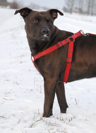 PITBULL DOG, A WALK IN THE SNOWの写真素材