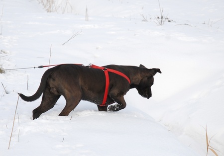 DOG PITBULL, SEARCH PREY ON THE SNOWの写真素材
